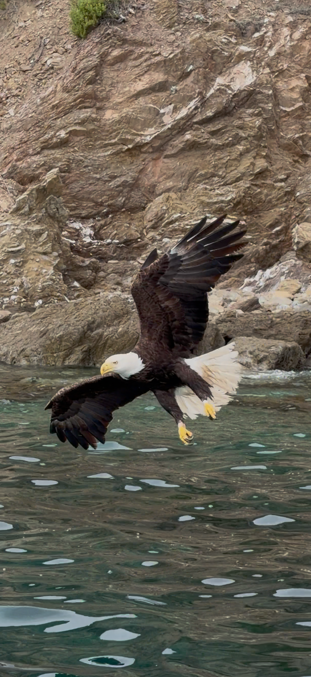 Catalina Bald Eagle Tee