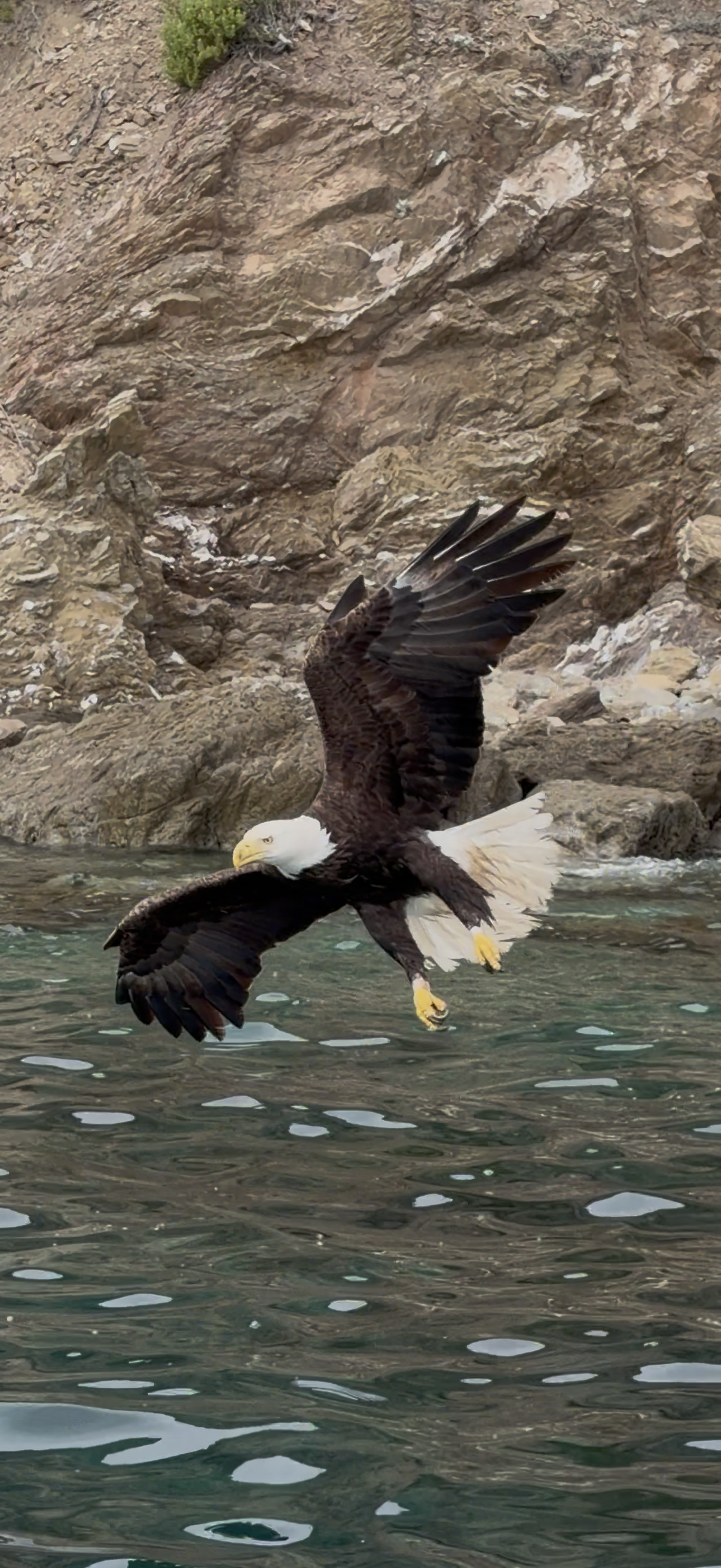 Catalina Bald Eagle Tee